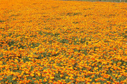 California poppy field