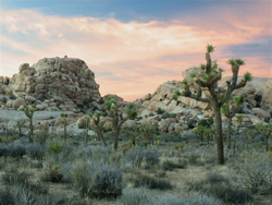 Joshua Tree at Sunset